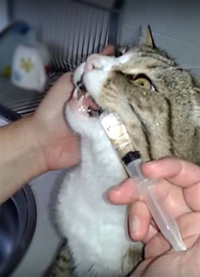 Как поить кота