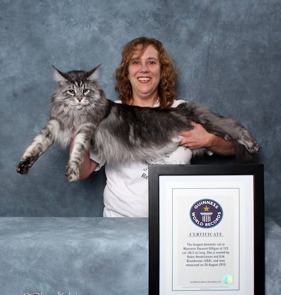 Самый толстый кот в мире: известные, рекордсмены гиннеса