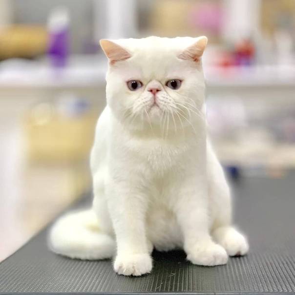 Экзотическая короткошерстная кошка (экзот): описание породы, характер (с фото)