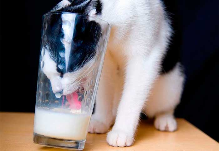 Питание кота после кастрации. - как кормить кастрированного кота - запись пользователя лиля (kbkz) в сообществе домашние животные в категории кошки. болезни, прививки, советы по уходу - babyblog.ru