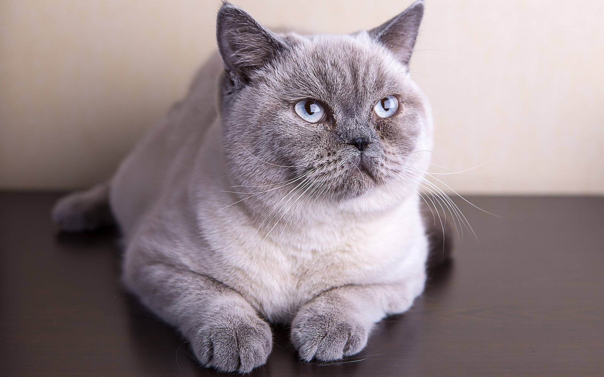 Породы кошек окраса колор-пойнт: описание и разновидности окраса