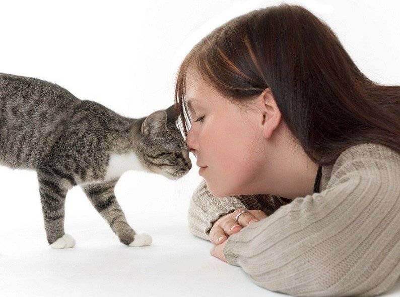 Кошки, не вызывающие аллергию: выбираем питомца для аллергика