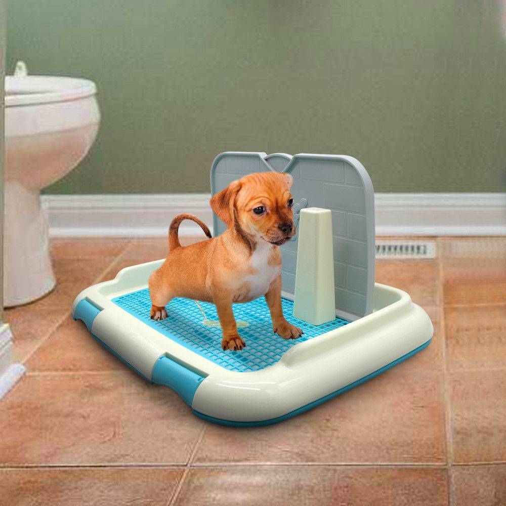Как приучить щенка к туалету в квартире: быстро и просто | звери дома