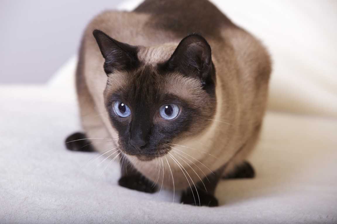 Сиамская кошка - описание, фото, цена, характер, уход, видео | сайт «мурло»
