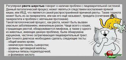 У кота рвотные позывы без рвоты: причины, что делать дома, когда обратиться к врачу