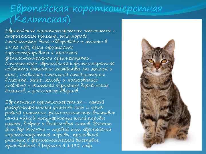 Короткошерстная шотландская кошка (34 фото): описание и стандарты породы. на что обратить внимание при выборе котенка? какие размеры имеет взрослый кот этой породы?
