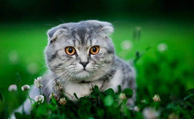 Шотландская кошка (71 фото): описание котят-шотландцев, характер котов. особенности видов. как выглядят и как приучить к лотку? отзывы владельцев