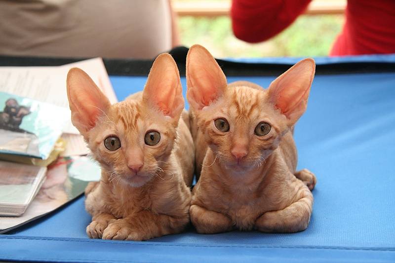 Котята-метисы шотландской кошки. форум владельцев кошек