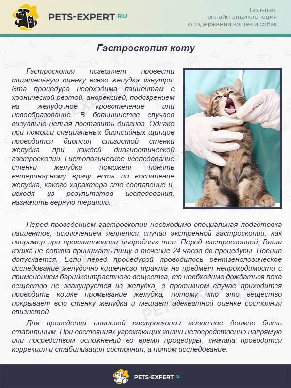 Запор у кошки или кота - причины, профилактика и первая помощь | caticat.ru