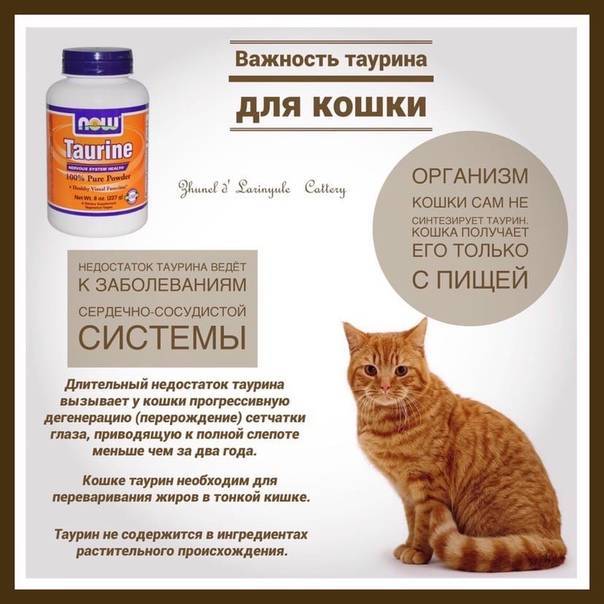 Таурин для кошек: вред, в чем содержится, польза