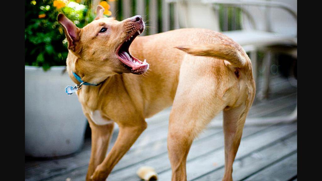 Почему собака бегает за своим хвостом и кусает его