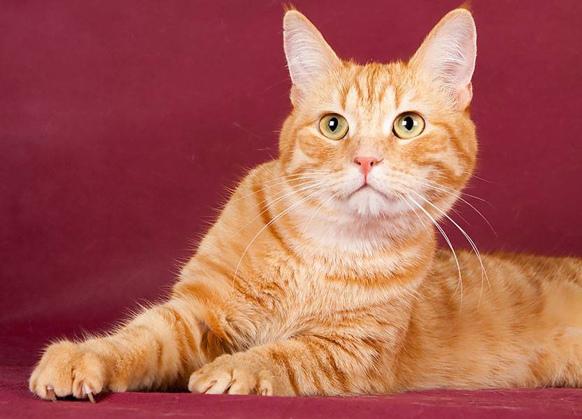 Рыжий кот – всеобщий любимец с особенным нравом