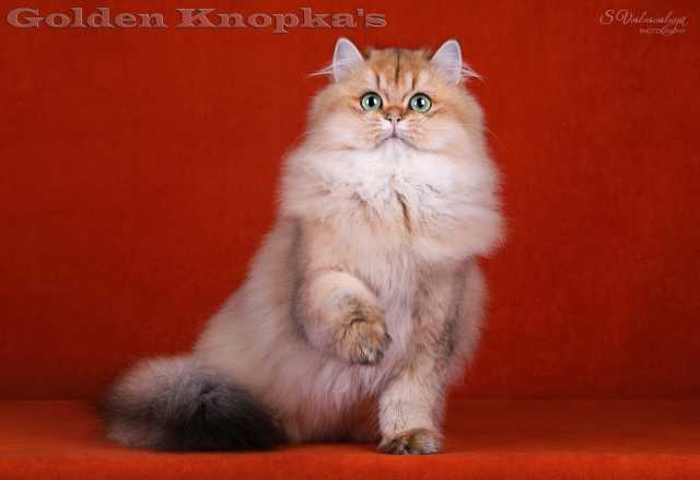 Золотая британская шиншилла: описание кошек, особенности характера и правила ухода