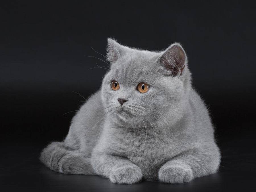 Как назвать британскую кошку-девочку серого цвета? популярные и интересные клички для кошек британской породы