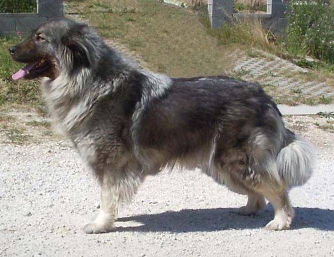Шарпланинская овчарка: уход за собакой, щенки