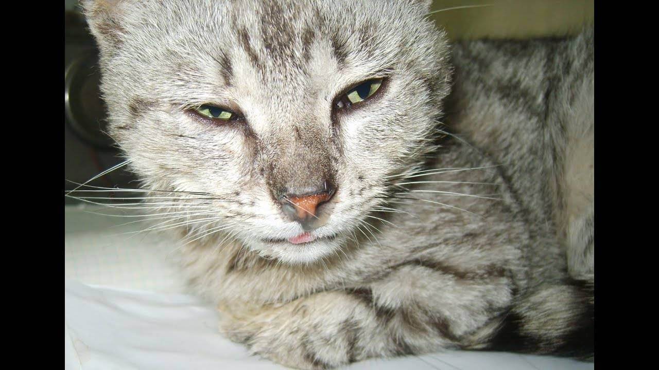 Причины и лечение насморка у кошек и котов