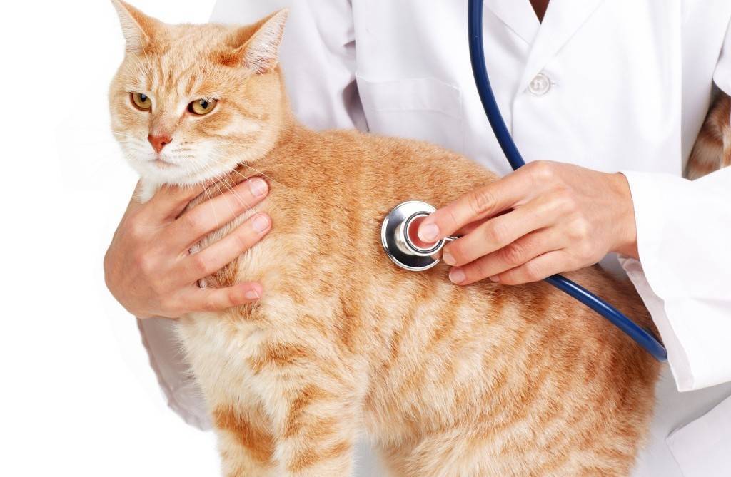Обнаружен сахарный диабет у кошки — почему возник, как лечить и кормить животное