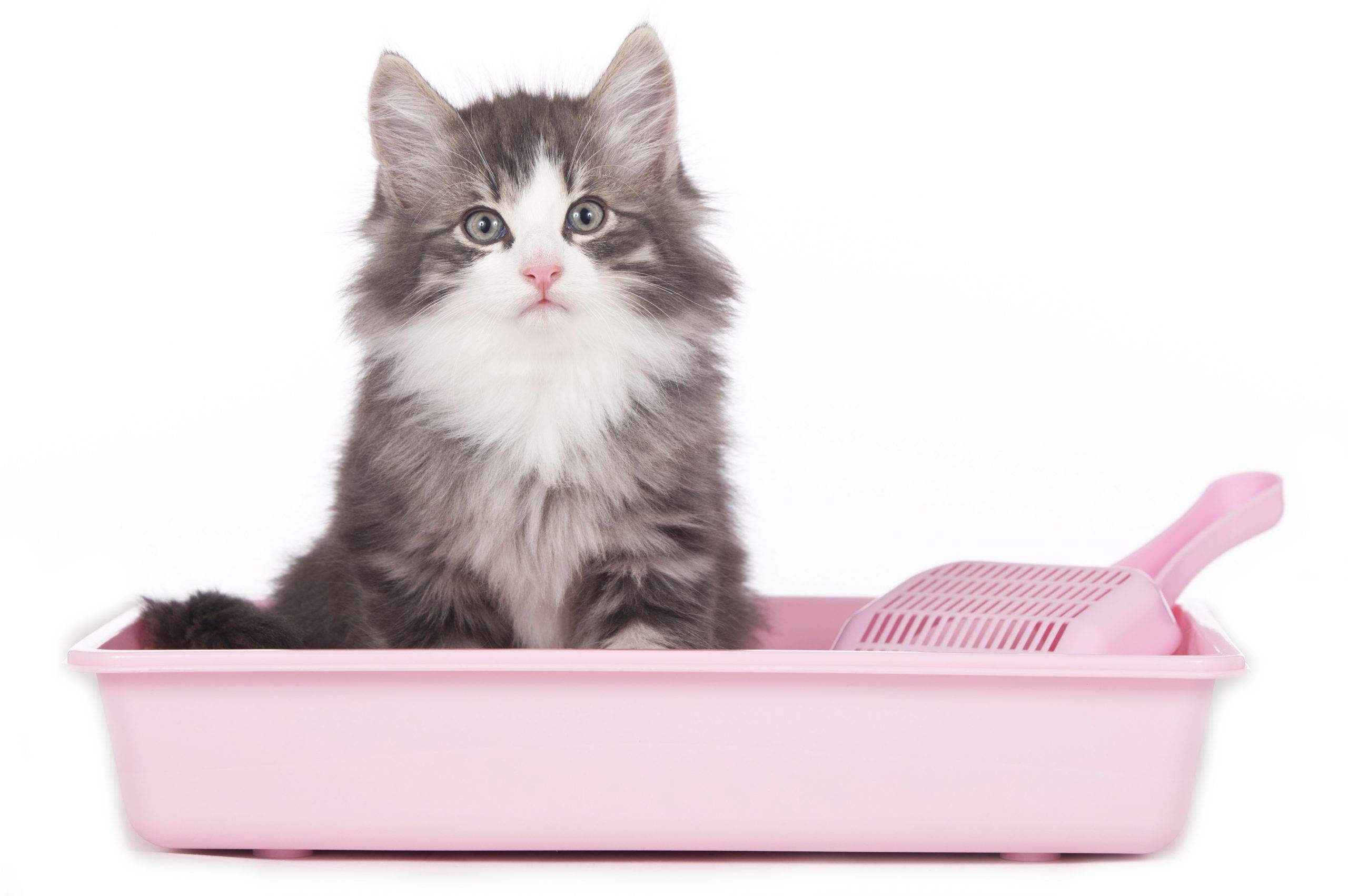 Как заново приучить кошку пользоваться лотком для туалета