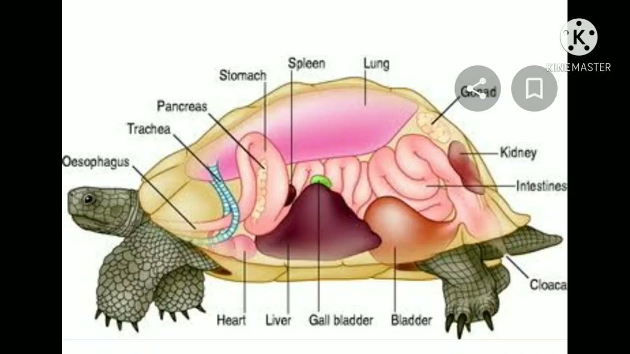 Анатомия черепахи фото