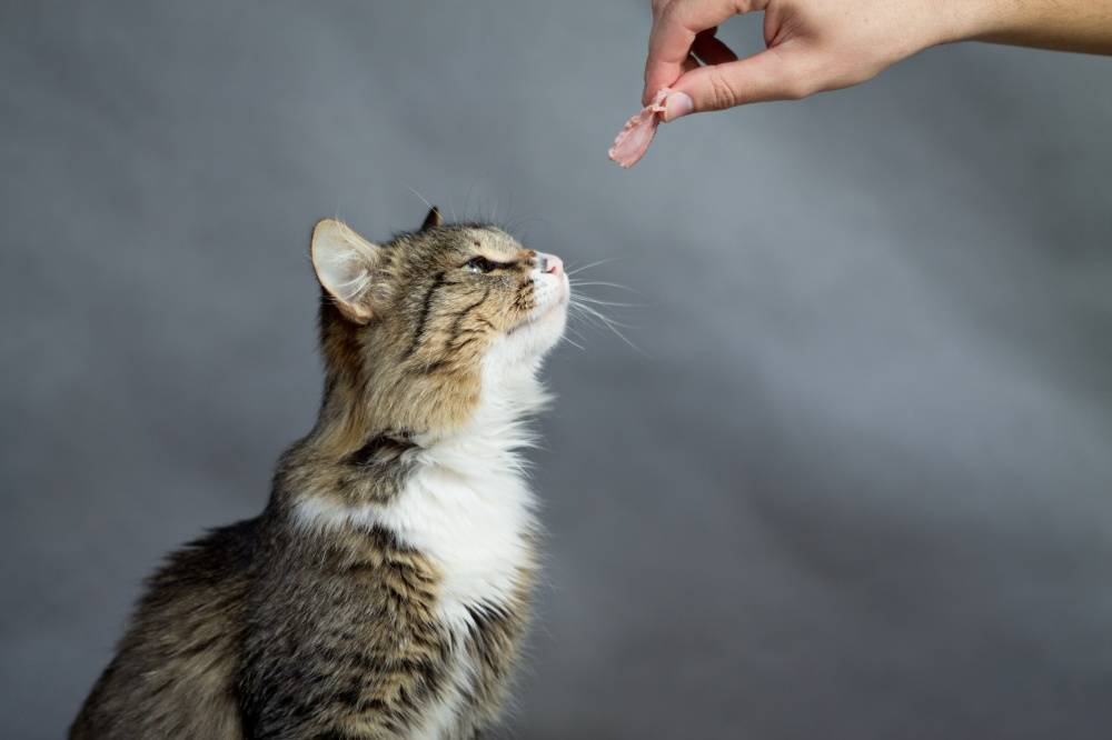 Анорексия у кошек симптомы и лечение — витамины для кошки для аппетита