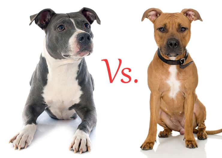 Амстафф и питбуль - отличия, фото собак, сравнение пород