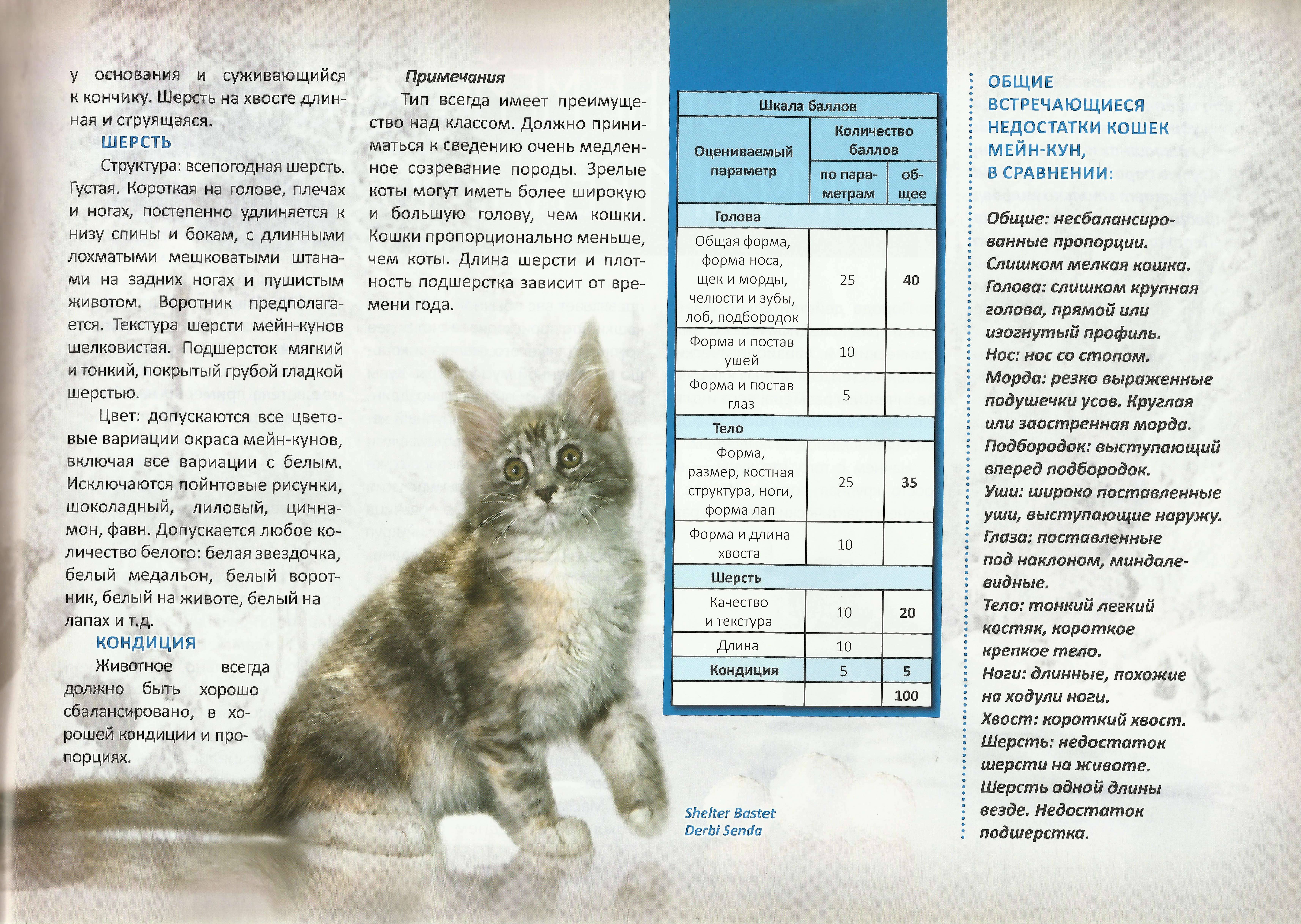 Кошка породы мейн кун: таблица роста и веса котенка по месяцам с видео