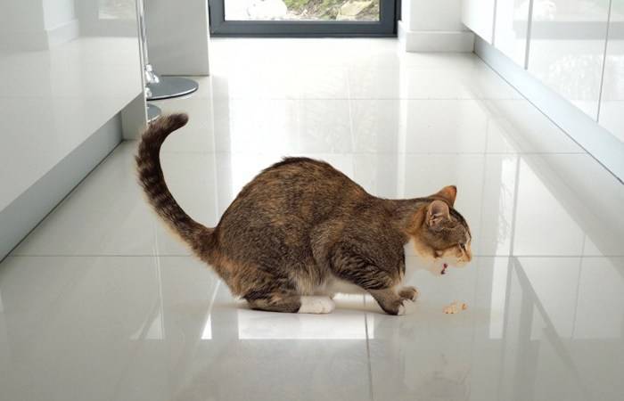 Рвота у кошек: причины и лечение в домашних условиях