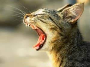 Неприятный запах изо рта у кошек