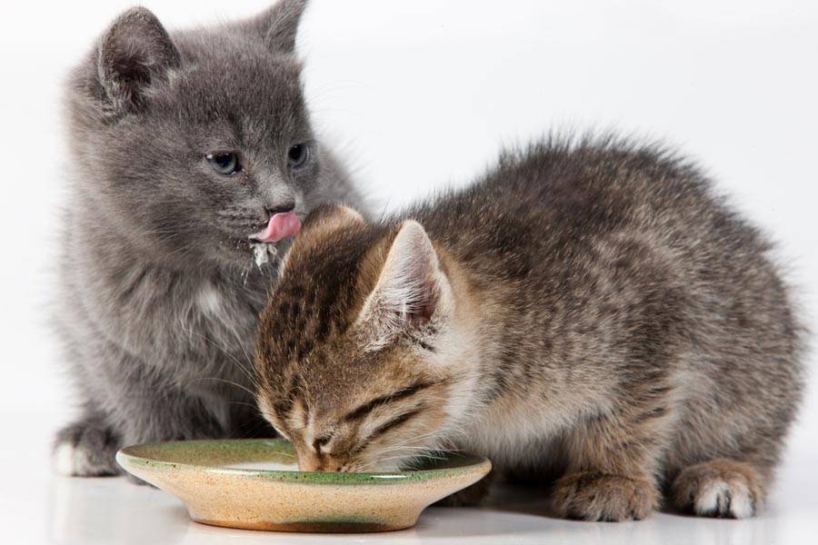 Молоко для котенка: полезно или вредно?