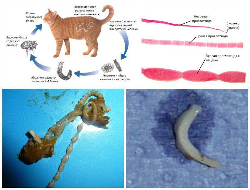 Симптомы глистов у кошек: круглых, плоских или сердечных