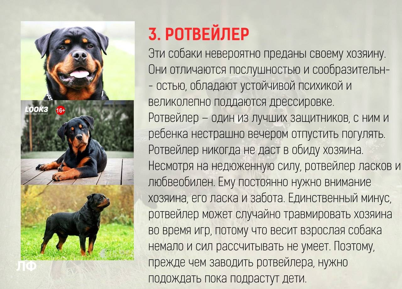 Самые умные породы собак топ-10
самые умные породы собак топ-10