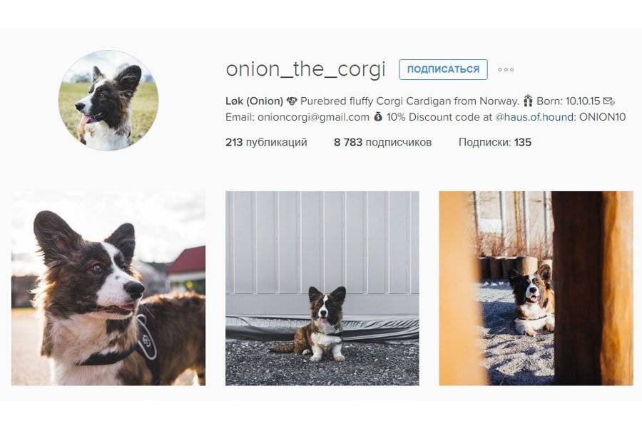 Самые известные питомцы в instagram, за которыми интересно наблюдать - gafki.ru