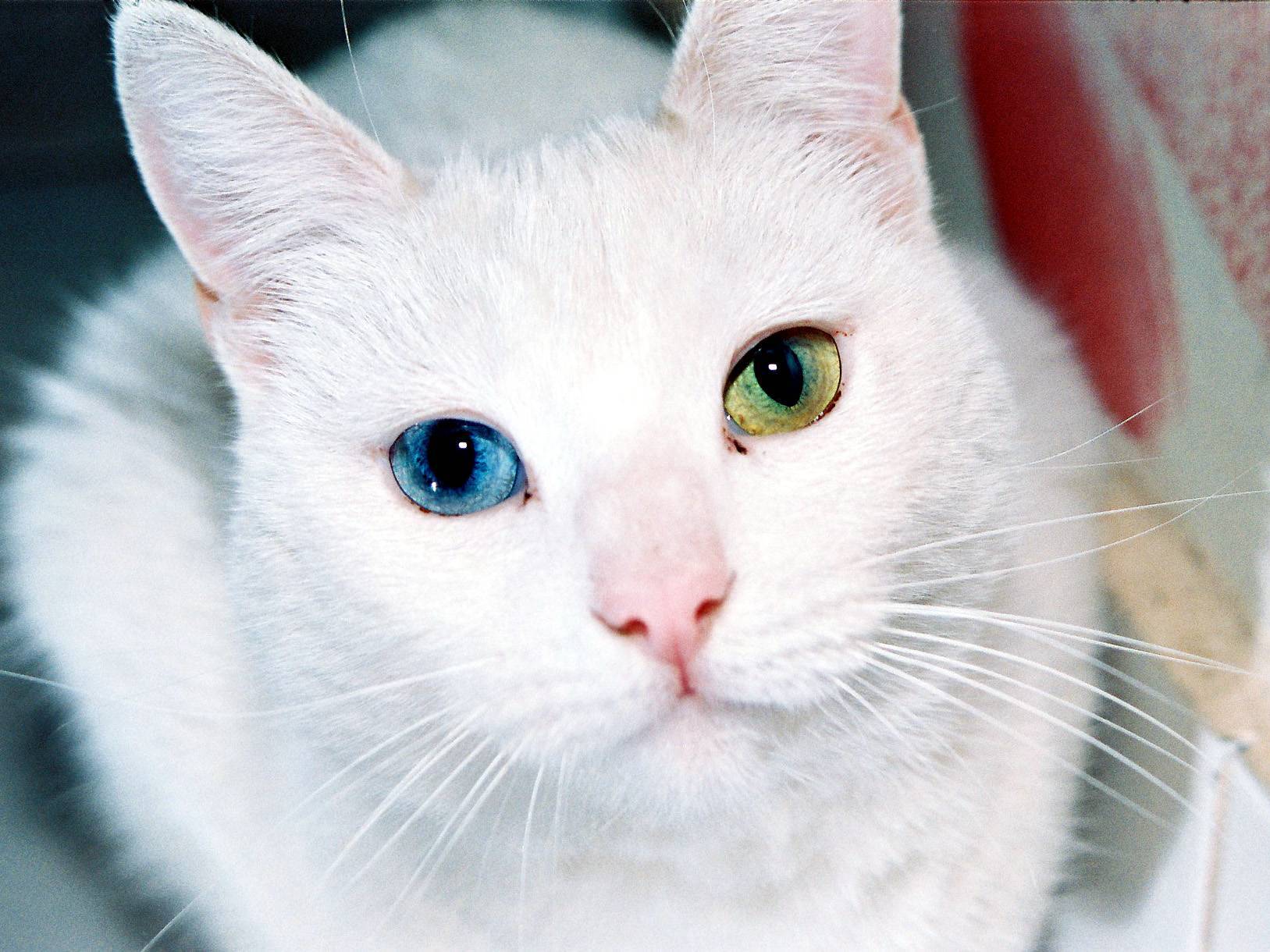 Альбинос-кошка: описание, характер и особенности содержания. ген альбинизма