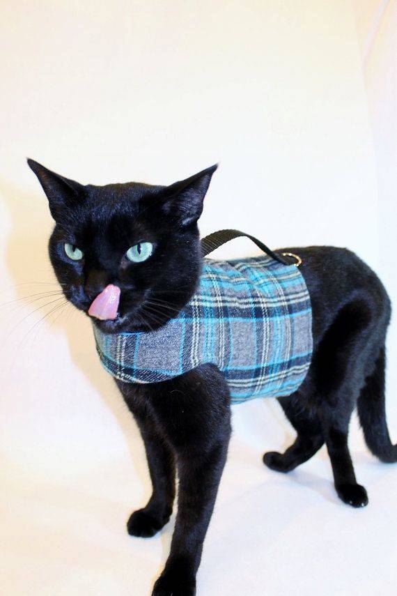 Одежда для кошек — материалы и фасоны для изготовления своими руками