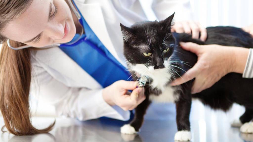 Микроспория у кошек: фото признаков на теле животного, диагностика и лечение в домашних условиях (мазями, вакцинами и прочими средствами)