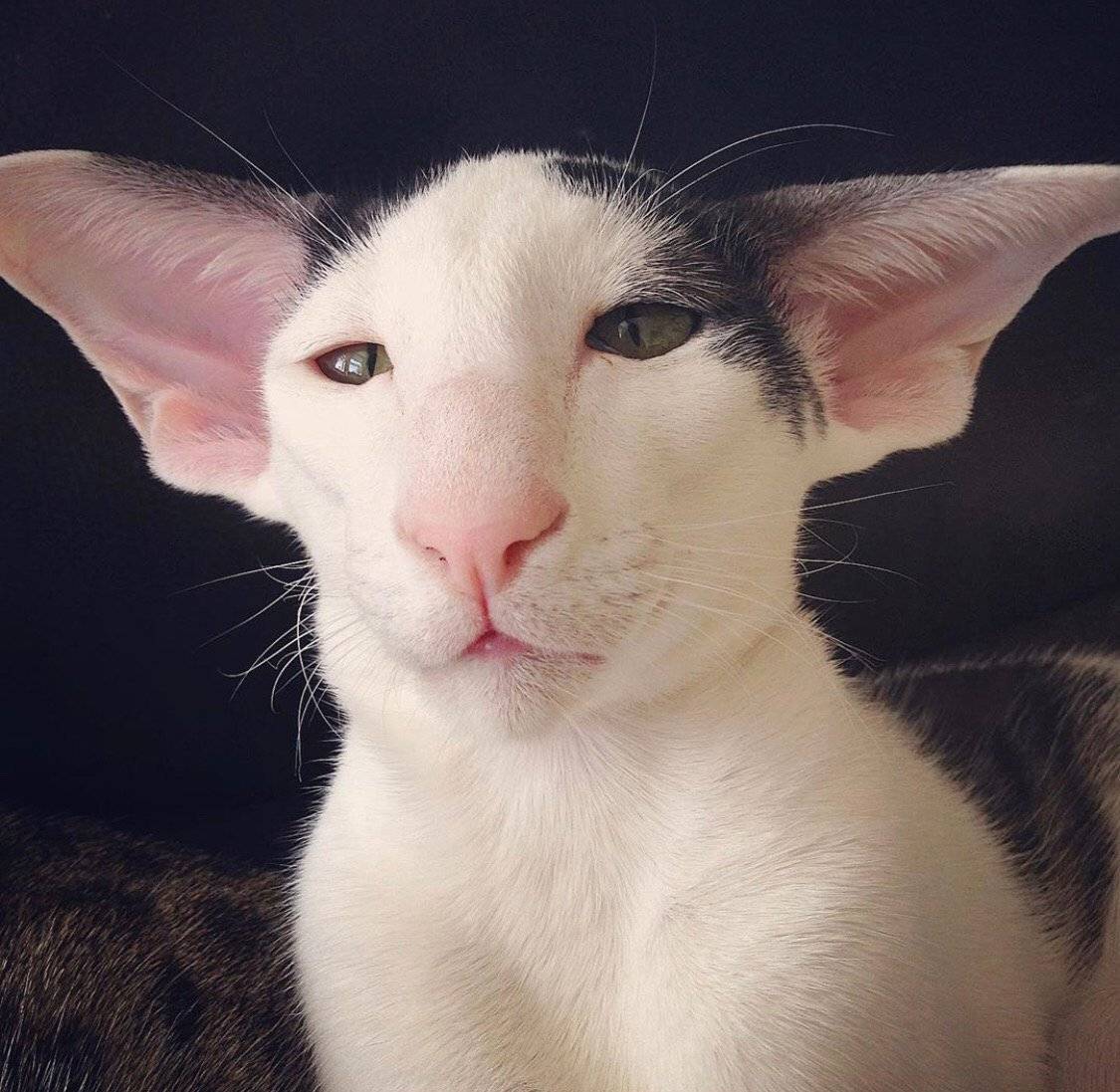 Порода кошек с мышиными ушами как называется