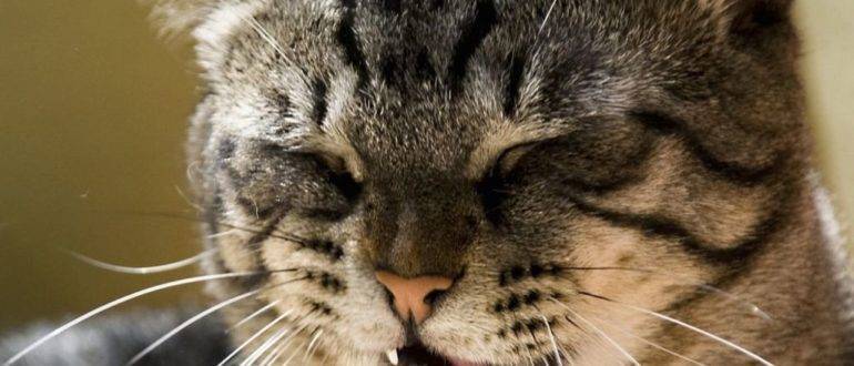 Симптомы и лечение кашля у кошек