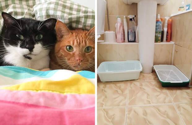 Место для кошки - 130 фото и видео советы по выбору лучшего места в квартире или доме для кошачьих