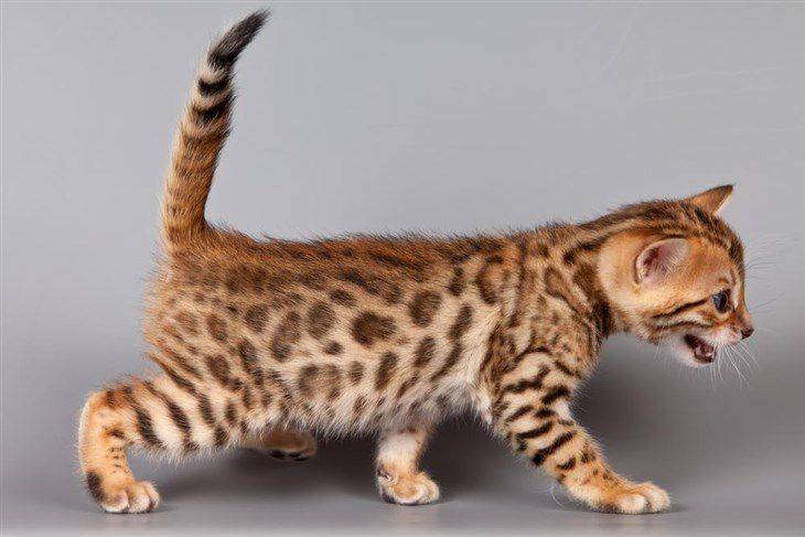 7 домашних кошек, похожих на рысей, леопардов и других своих диких собратьев
