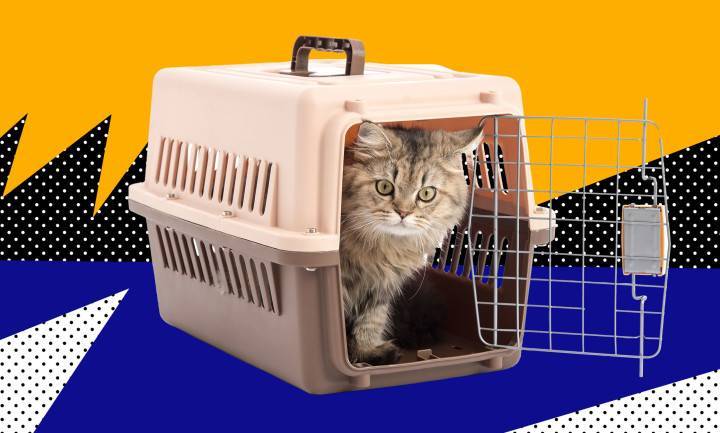 Как перевозят кошек по россии и за границу в поездах и самолете: правила перевозки, документы и стоимость