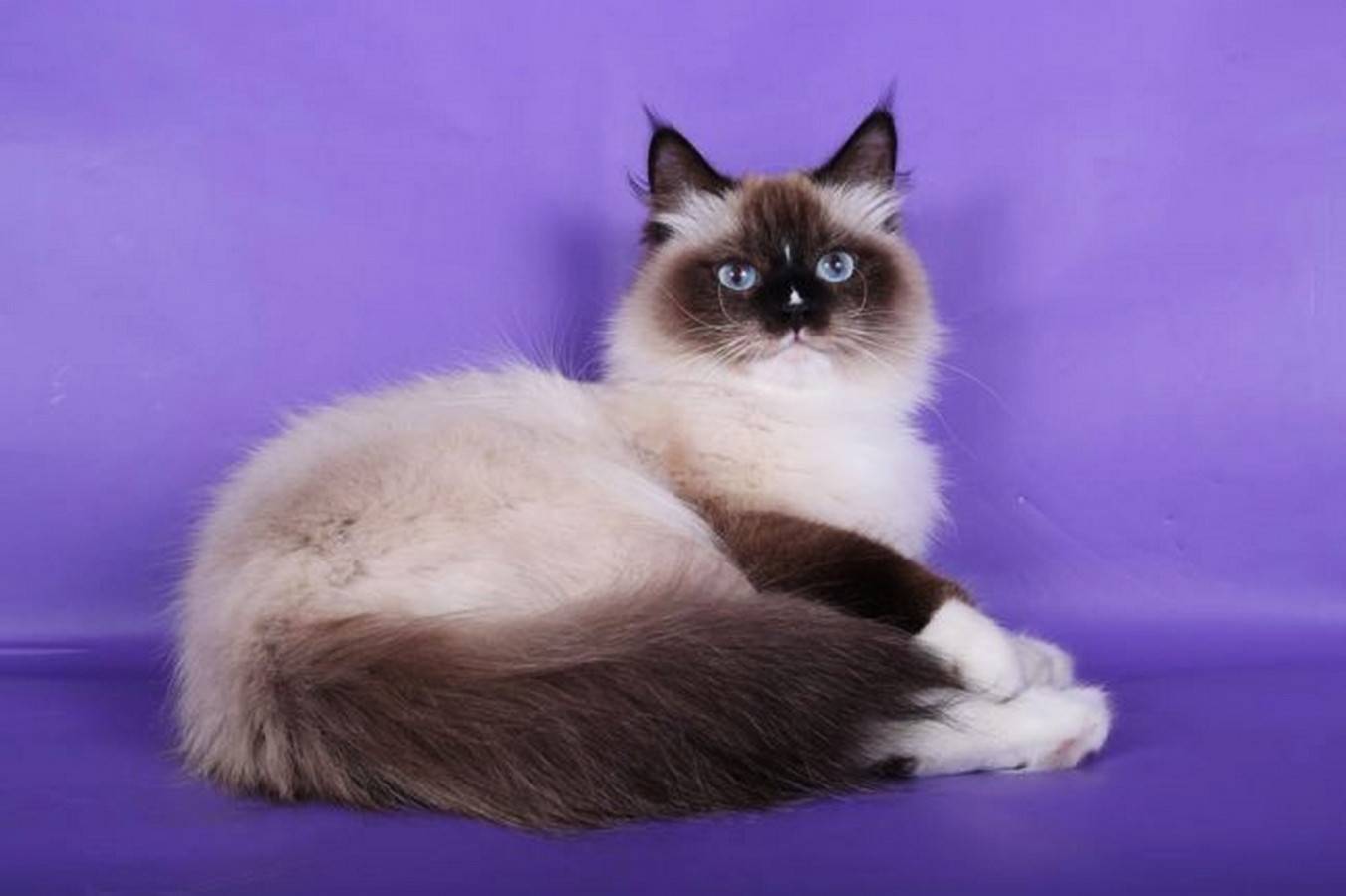 Невская маскарадная кошка – фото и описание внешнего вида, характера и содержания