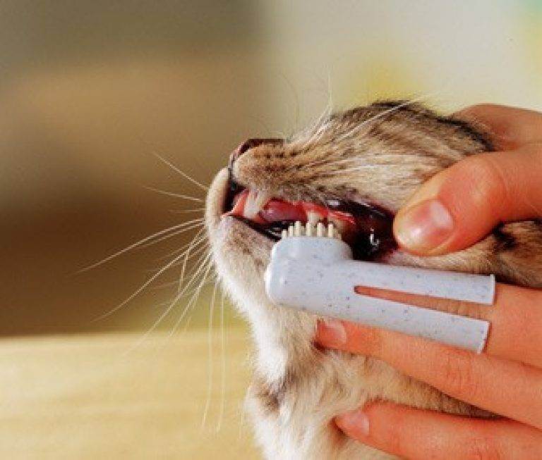 Как почистить зубы кошке в домашних условиях
как почистить зубы кошке в домашних условиях