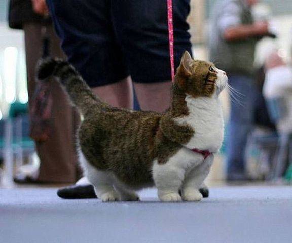 Манчкин: кошка с короткими лапами