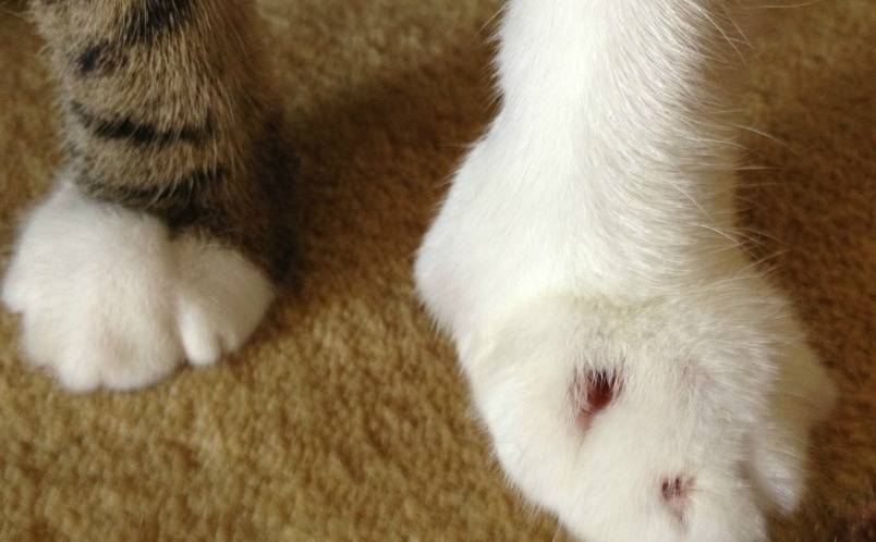 У кошки опухла лапа - своевременная помощь питомцу