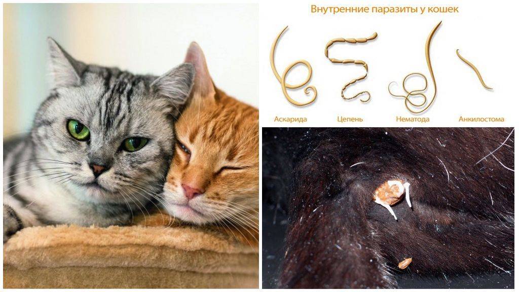 7 признаков наличия глистов у кошек