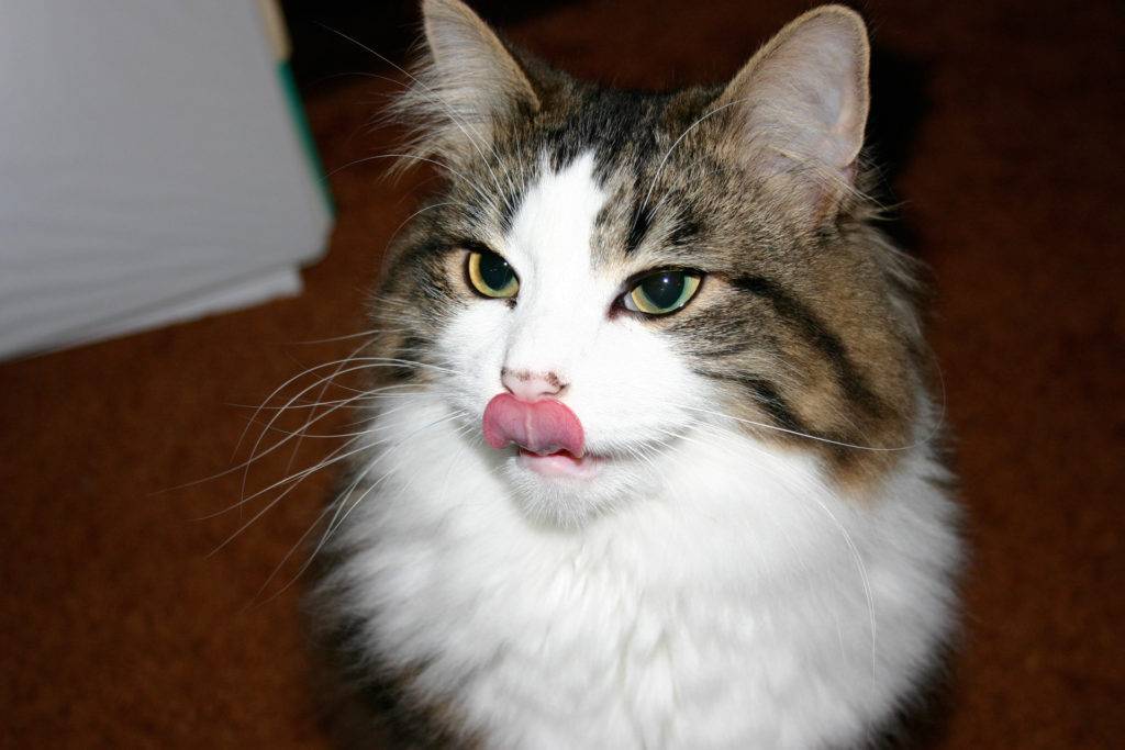 Кот чмокает ртом и текут слюни. что делать, если у кошки текут слюни? когда точно не стоит волноваться