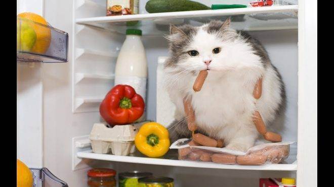 Почему кот постоянно просит есть и что с этим делать?