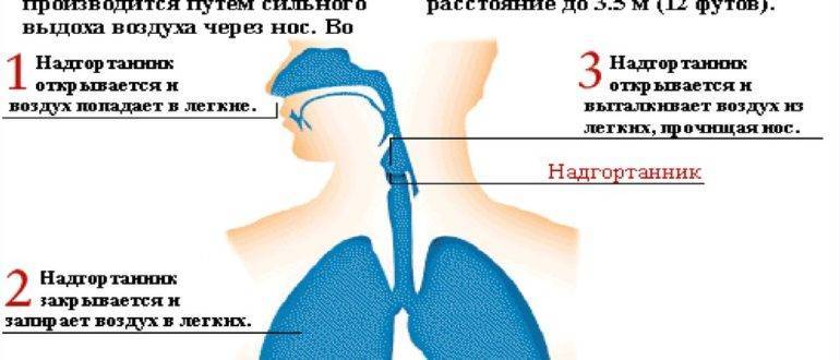 Из носа течет вода. Механизм чихания.