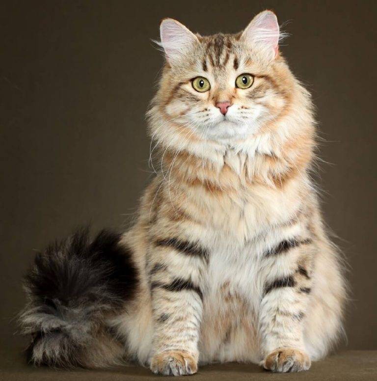 Сибирская кошка отличается покладистым характером и повадками охотника