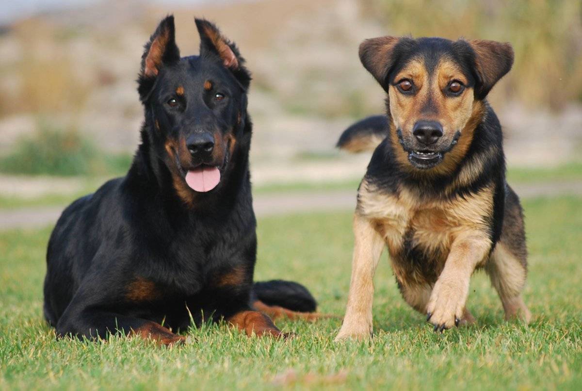 Босерон – фото собаки, описание породы, цена щенка
